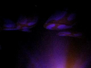 Dj Shadow - Organ Donor Live @ Dour Festival 07