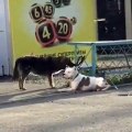 Este perro callejero libera a otro y se lo lleva a dar una vuelta