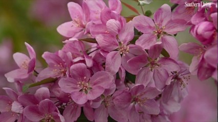 10 Plants You Should Never Prune in Fall