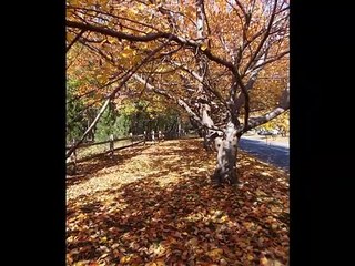 John Padovano - Fort Lee Library Concert - November 2014 - interlude