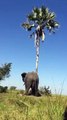 Un éléphant ça ne grimpe pas aux arbres... pas besoin