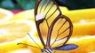 Ce papillon magnifique a les ailes transparentes