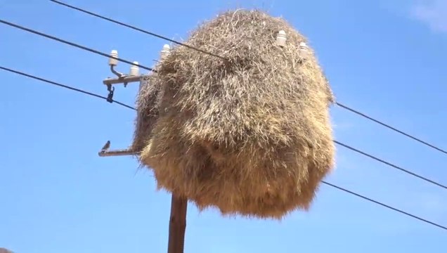 Avez-vous déjà vu de si gros nids d'oiseaux?
