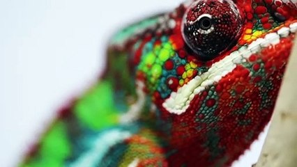 10 Mascotas Más Increíbles del Mundo