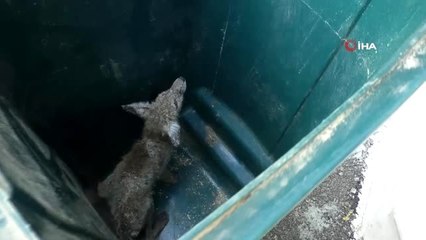 Enstitü çalışanlarından uyuz tilkiye yardım eli