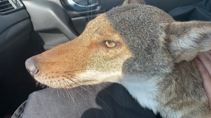 Mujer confunde a un coyote con un perro y lo rescata