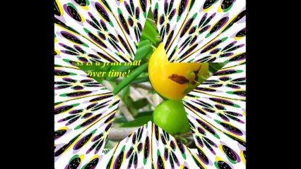 Success is a fruit! [Quotes and Poems]