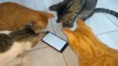 Four Cats Play Game on Phone of Catching Bugs Crawling on Screen