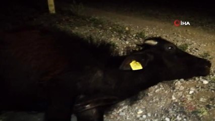 Kamyonun çarptığı mandalar telef oldu