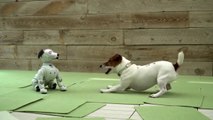 Sony Aibo Robot Dog VS  Real Dogs