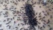 Black ants eating foods.It black ants dead bugs are eating
