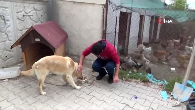 Bu okulda sadece ders değil hayvan sevgisi de öğretiliyor