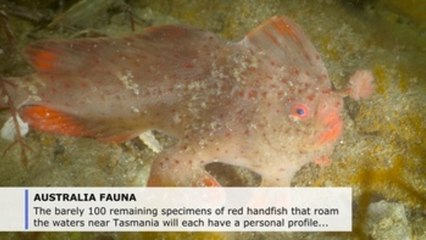 Australia campaigns to save last remaining red handfish from extinction