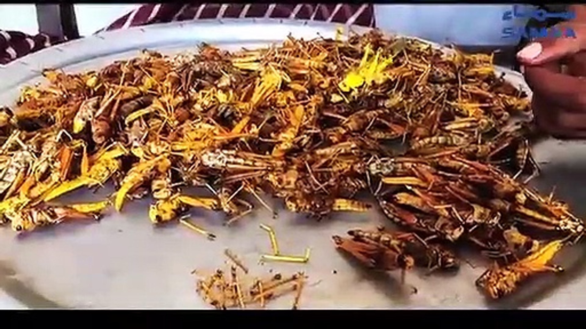 Locusts are Thar's new culinary delight - video dailymotion