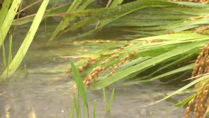 10일 만에 또 태풍...폭우로 상가 침수 등 잇따라 / YTN