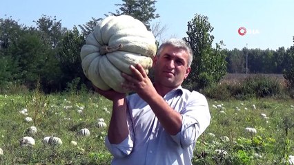Türkiye’nin bal kabağı ambarında hasat başladı