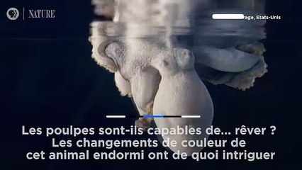 Les poulpes sont-ils capables de... rêver ?