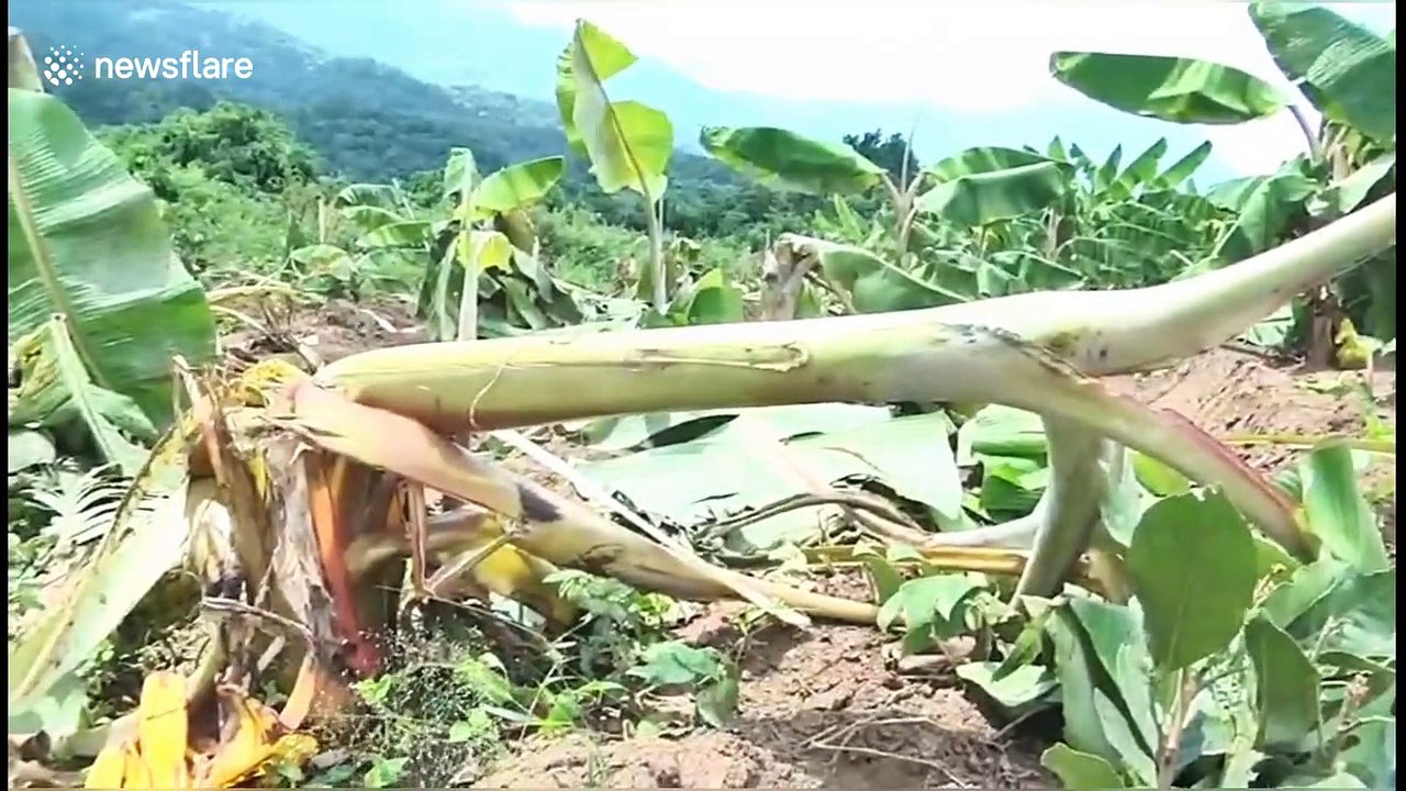 Young elephant dies after getting tangled in solar-powered fence in south India
