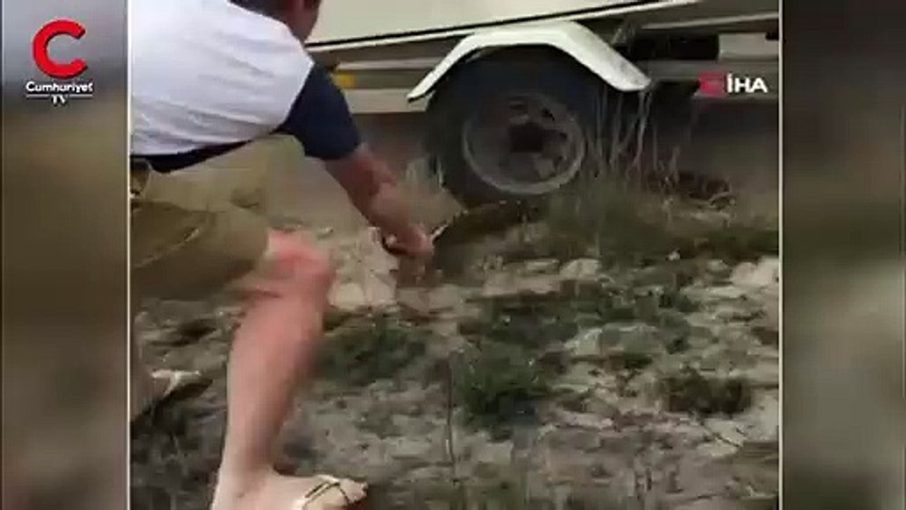 Dev pitonun saldırısından son anda kurtuldular