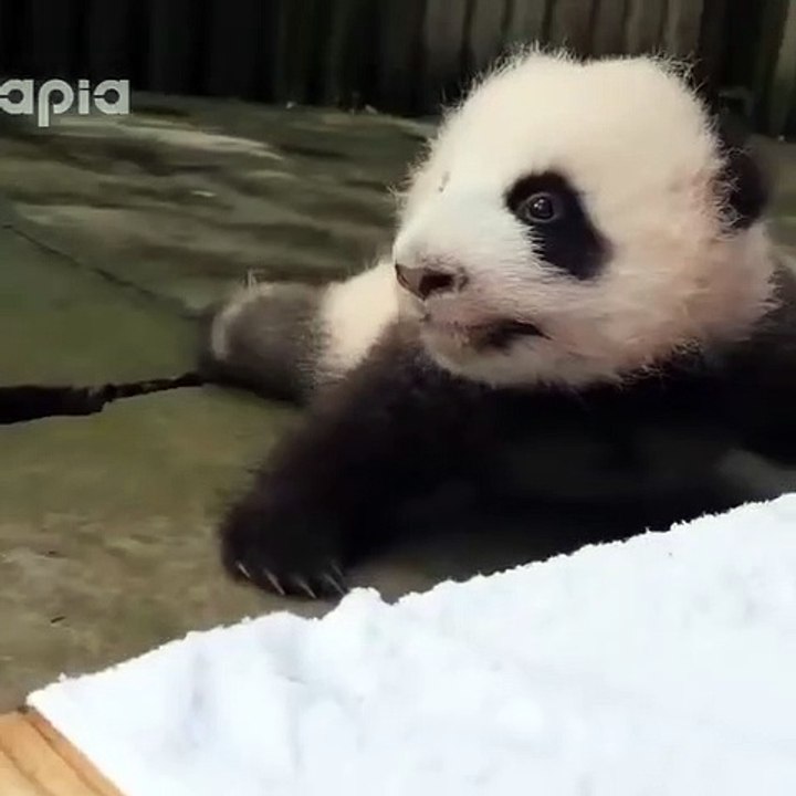 Bébé panda est grognon ce matin... Il pousse de...