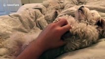 Fluffy Maltypoo knows exactly how to beg her owner for a belly rub