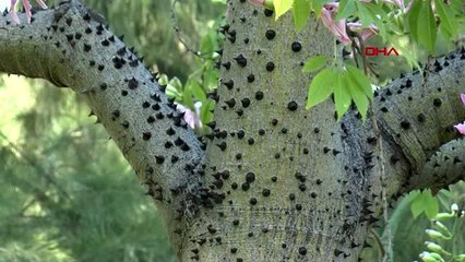 Antalya 'maymun çıkmaz ağacı', sonbaharda çiçek açıyor