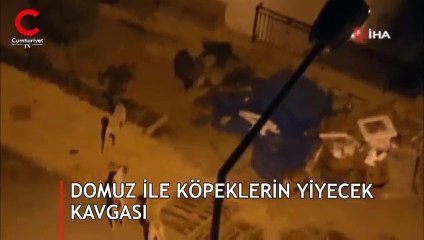 Domuz ve köpeklerin yiyecek kavgası kamerada