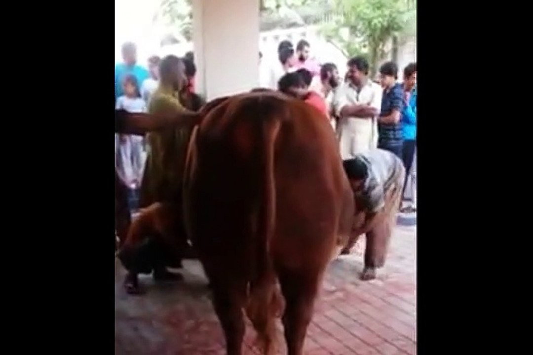 Qurbani Of Bull Part 1 | 2019 | Eid - e - Qurban