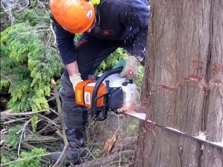 Local Tree Pruning