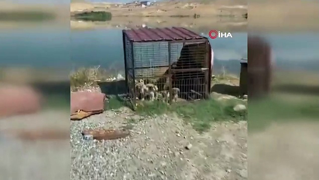 Vali Arslantaş’tan sosyal medyadaki hayvan barınağı iddialarıyla ilgili açıklama