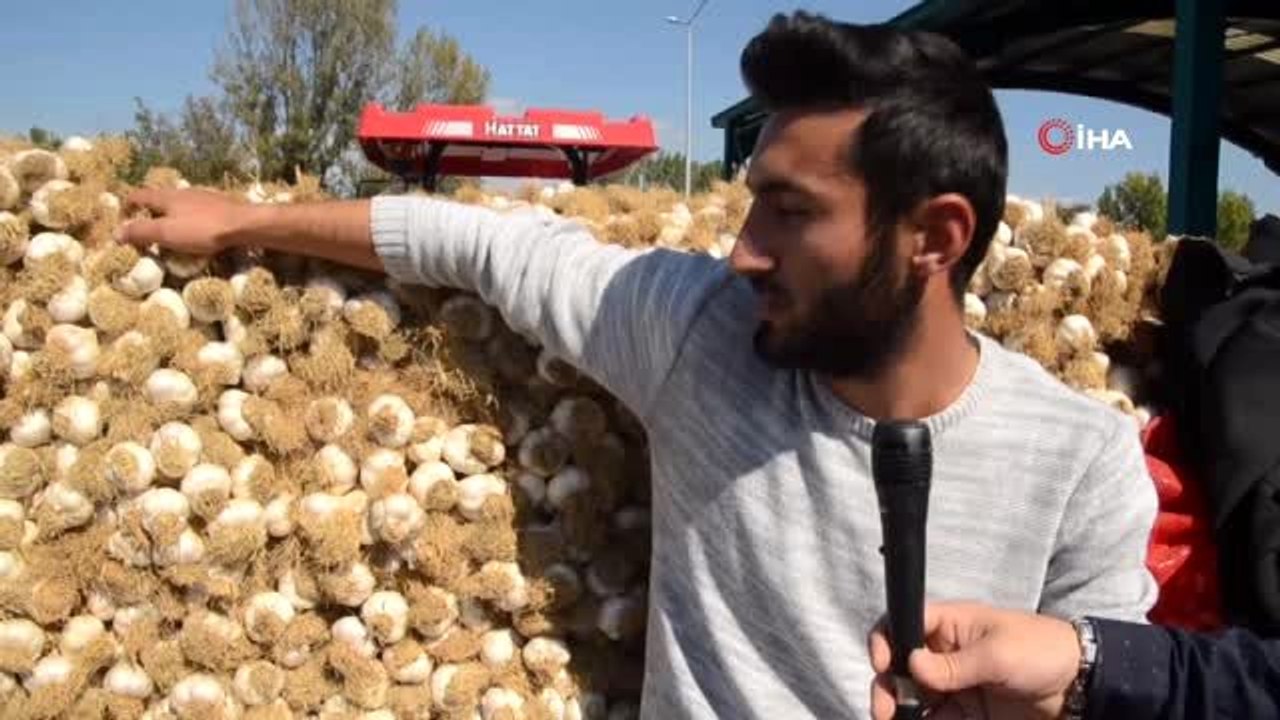 Sarımsak Taşköprü'de 18 ila 40 TL arasında satılıyor, üretici "Sarımsak fiyatları makul" diyor
