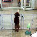 Poodle gets very excited when owner turns up to collect him from doggy daycare