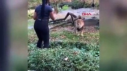 Hayvanat bahçesinde aslanın yaşam alanına girdi, karşısında dans etti