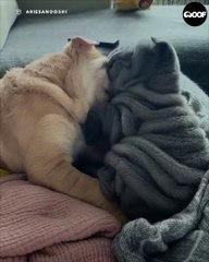 These little wrinkly nuggets are so cute