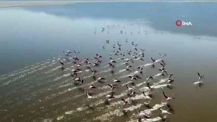 Acıgöl'ü Renklendiren Flamingolar Drone ile Görüntülendi
