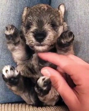 Comment résister à un chien si mignon ? On craque tous quand il nous fait les yeux doux