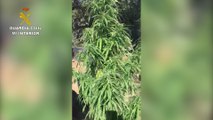 Guardia Civil localizan una plantación de marihuana en Miraflores de la Sierra