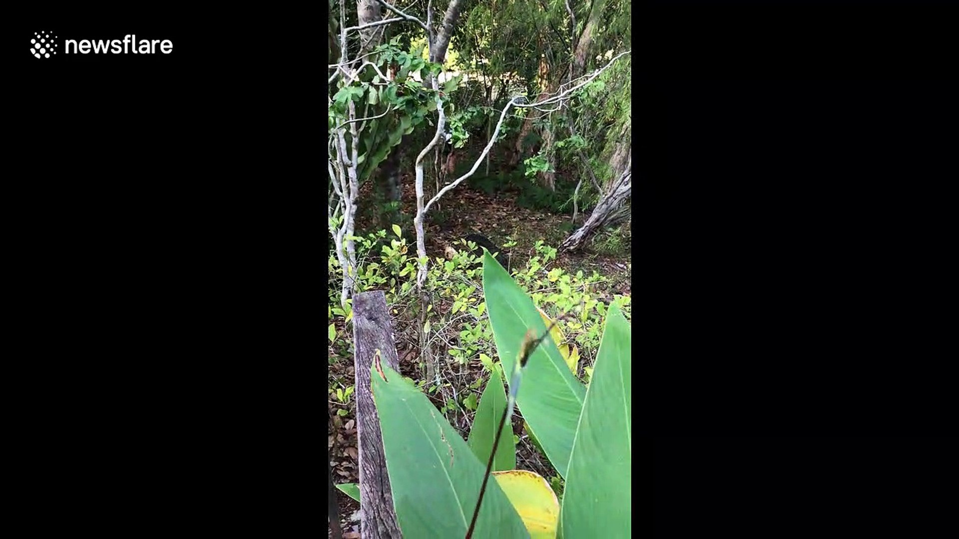 ⁣Cheeky monitor lizard snatches lunch from a family of otters in Singapore