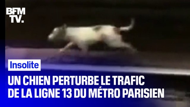 À Paris, le trafic de la ligne 13 fortement perturbé à cause... d'un chien
