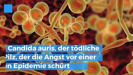 Candida auris, der tödliche Pilz, der die Angst vor einer globalen Epidemie schürt