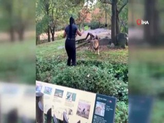 ABD'li kadının aslanla tehlikeli dansı