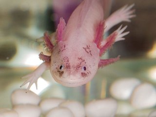 Der Axolotl kann seine Gliedmaßen regenerieren und Krebs verhindern.