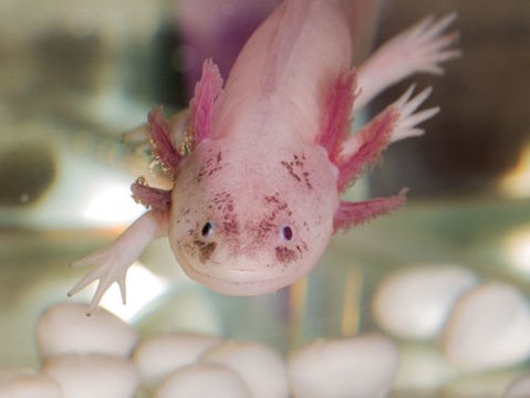Der Axolotl kann seine Gliedmaßen regenerieren und Krebs verhindern.