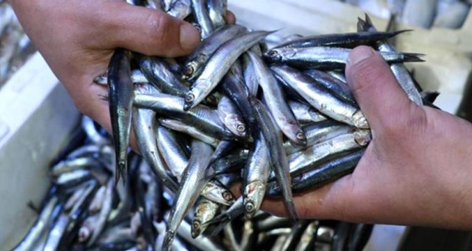 Hamsinin fiyatı bu sezon ilk kez bu kadar düştü: 3 kilosu 10 TL