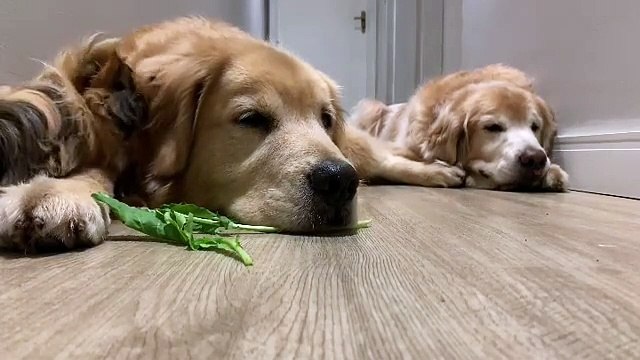Cette famille de golden retriever va vous faire fondre... Des câlins et des bisous que demander de plus