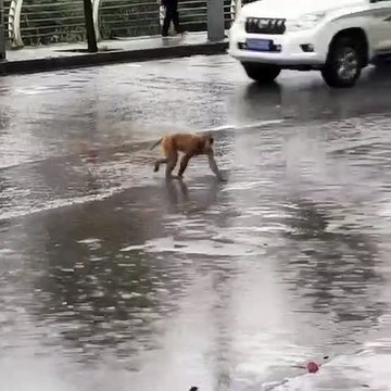 Au voleur ! Ce singe traverse la rue, pour piquer des bananes, sur un étalage... Mais quelle fourbe !