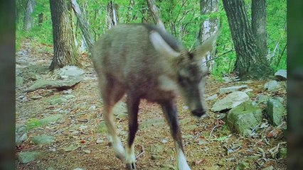 가평 연인산 도립공원서 멸종위기종 '산양' 발견 / YTN