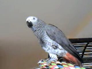 Miko siffle le pont de la riviere quied2