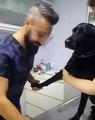 La technique rassurante de ce véto pour faire des piqûres aux chiens est vraiment à saluer. Même pas mal