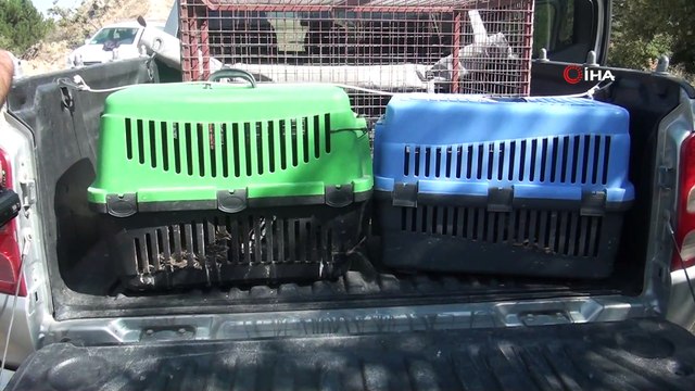 Afyonkarahisar’da tedavi edilen kızıl şahinler doğaya bırakıldı